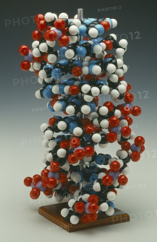 HEALTH, DNA, Molymod model of DNA