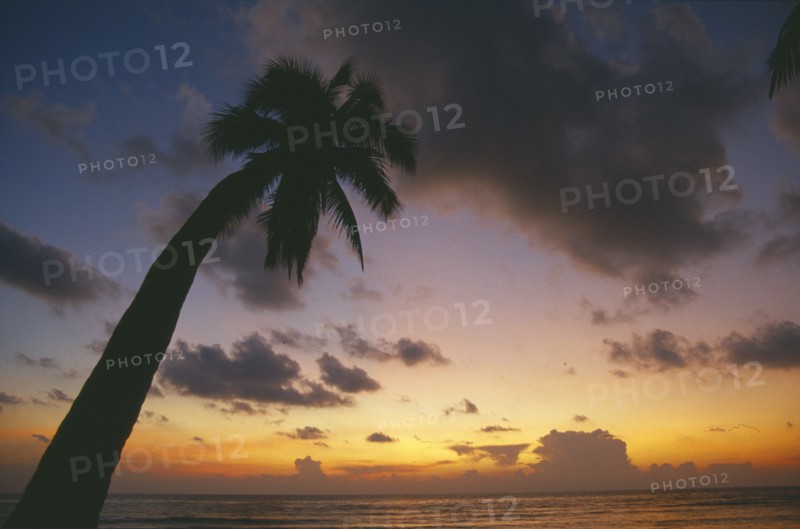 THAILAND, Surat Thani, Ko Samui, Coconut palm tree at sunrise