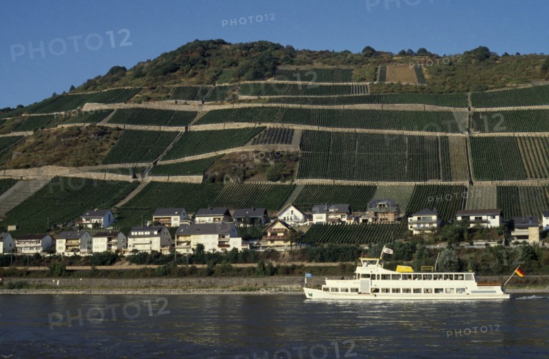 GERMANY, Rheinland-Pfalz, Rhine Gorge, Lorch.  Ferry on the River Rhine with waterside houses and hillside vineyards behind.