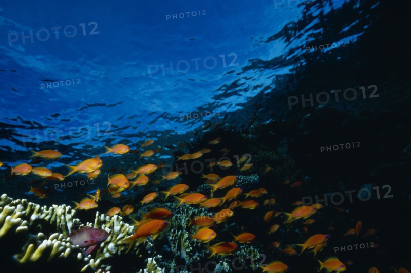 RED SEA, Underwater, Shoal of Anthias fish above reef