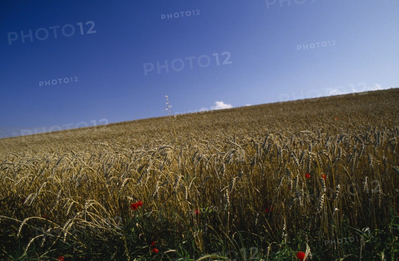 AGRICULTURE, Arable, Wheat, Field of ripe wheat with poppies and blue sky.