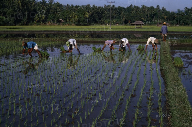 INDONESIA, Bali , Kalikbukbuk, Planting rice shoots in paddy field.