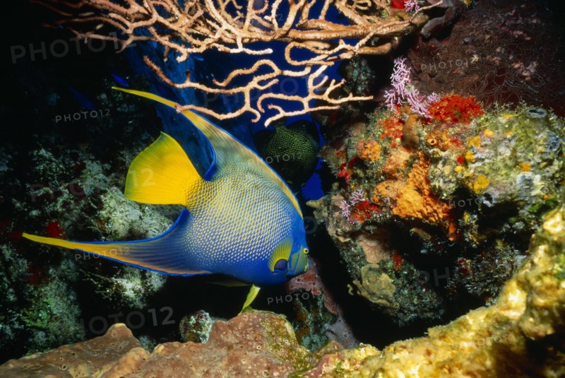 MEXICO, Cozumel, Santa Rosa Reef. Queen Angel Fish