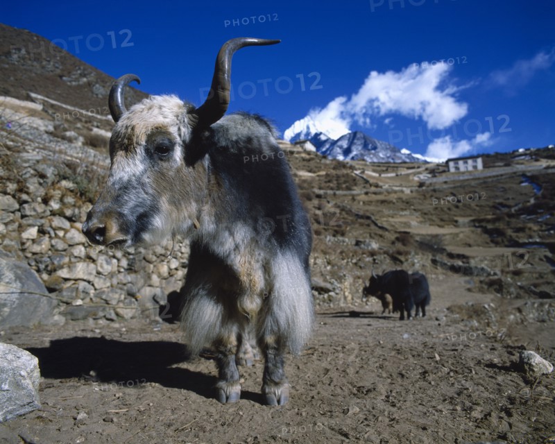 NEPAL, Animals, Yak on steep hillside.