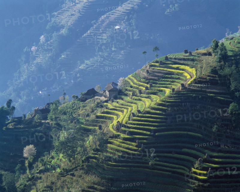NEPAL, Nargakot , Village house and crops growing on mountain terraces.