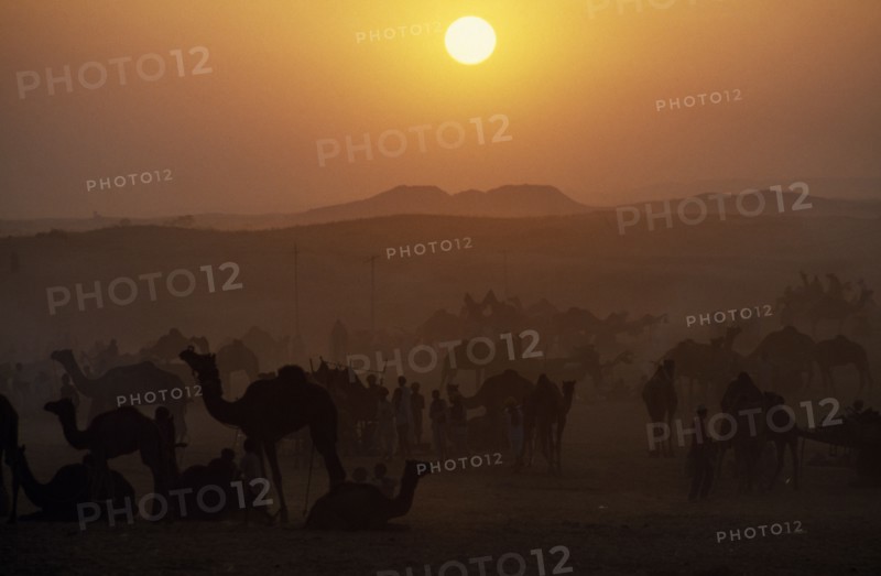 INDIA, Rajasthan, Pushkar, Camels and traders at camel fair at sunset.