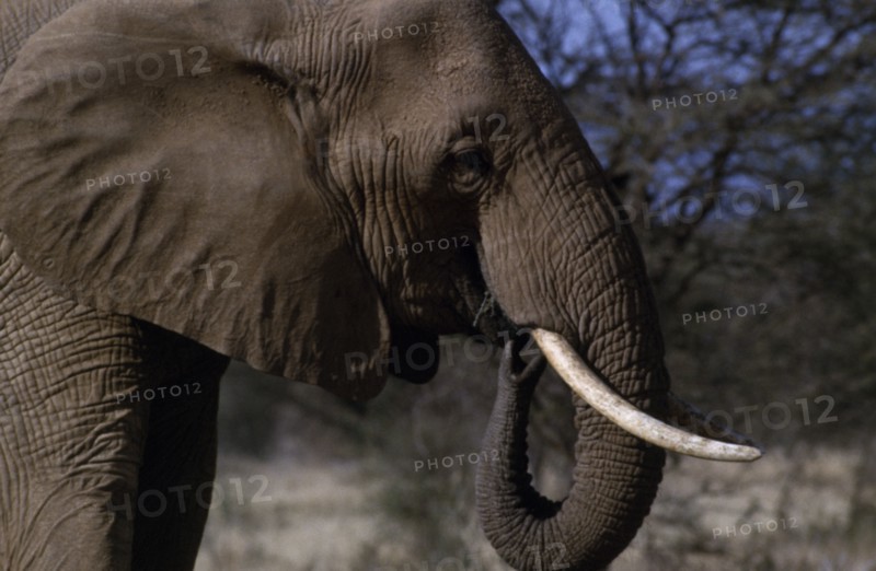 ANIMALS, Big Game , African Elephant, "Single animal, head shot showing tusks. "