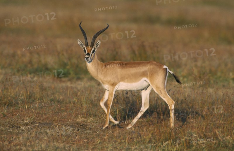 WILDLIFE, Gazelle, Grant’s Gazelle (gazelle granti) walking on the Masai Mara Kenya