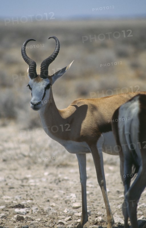 WILDLIFE, Springboks, Springbok at Etosha National Park in Namibia