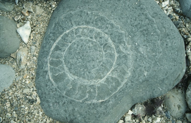 ROCKS, Fossils, Ammonite