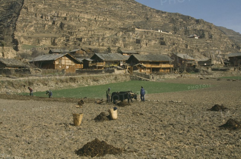 CHINA, Sichuan Province, Songpan, People working in fields with yaks.  Rural housing at foot of terraced mountainside behind.