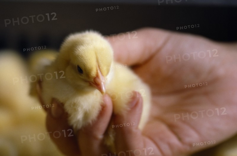 AGRICULTURE, Livestock, Poultry, Day old chick held in hand.