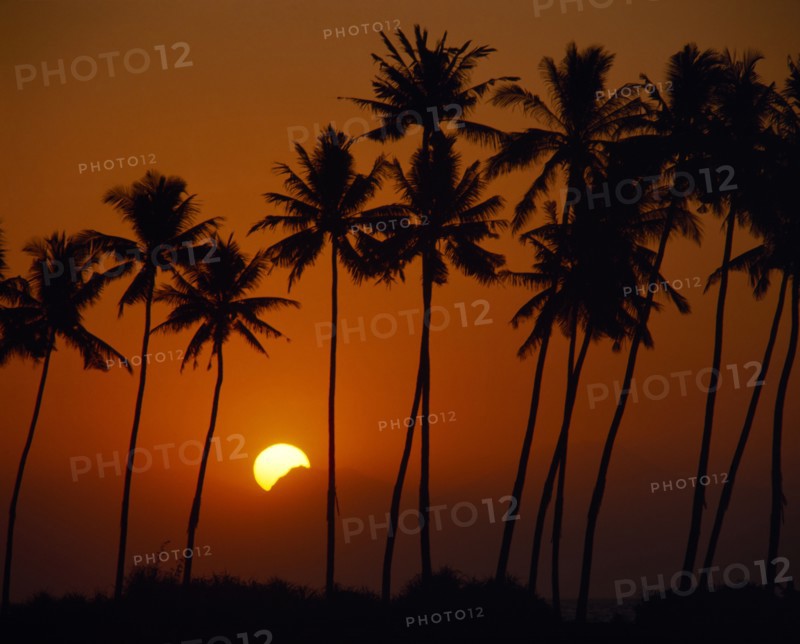 INDONESIA, BALI, Golden sunset and distant mountains seen through silhouetted palm trees