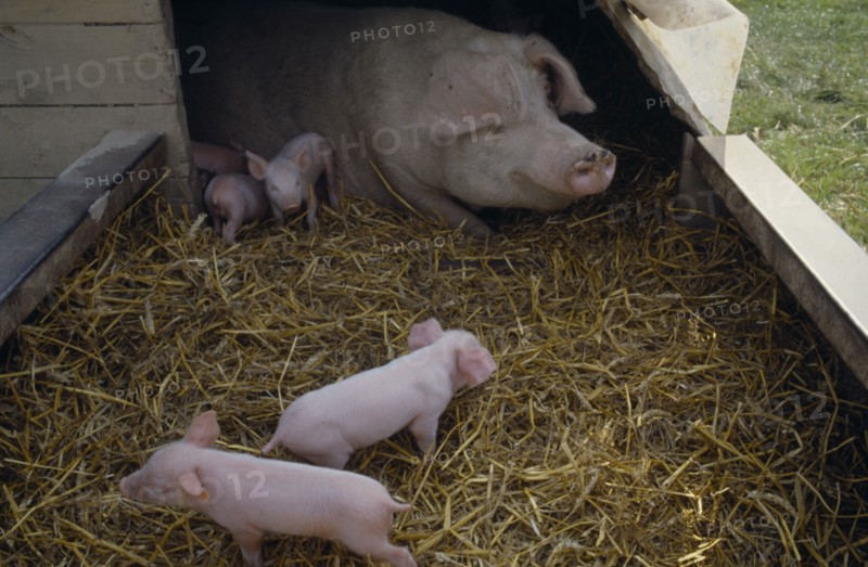 AGRICULTURE, Lifestock, Pigs, Day old piglets and sow in straw in sty.