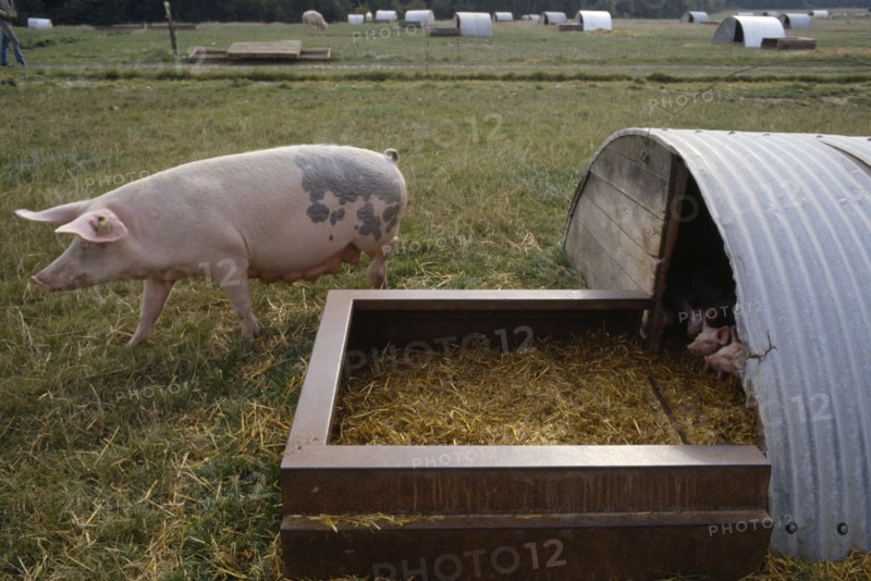 AGRICULTURE, Lifestock, Pigs, Day old piglets and sow in pen.