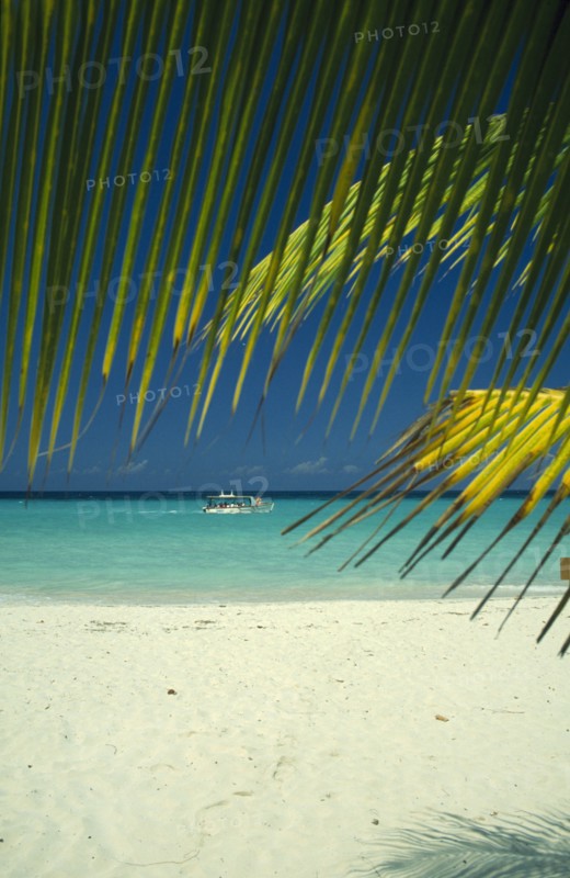 WEST INDIES, Jamaica, Negril, Beach and waters edge through coconut palm tree with tourist boat going past