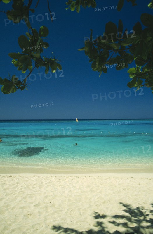 WEST INDIES, Jamaica, Montego Bay, Beach through mangrove trees with swimmers in shallow water and windsurfer out at sea