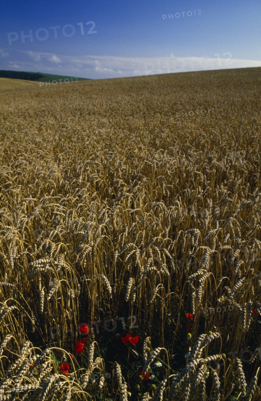 AGRICULTURE, Arable, Wheat, Field of ripe wheat with poppies.