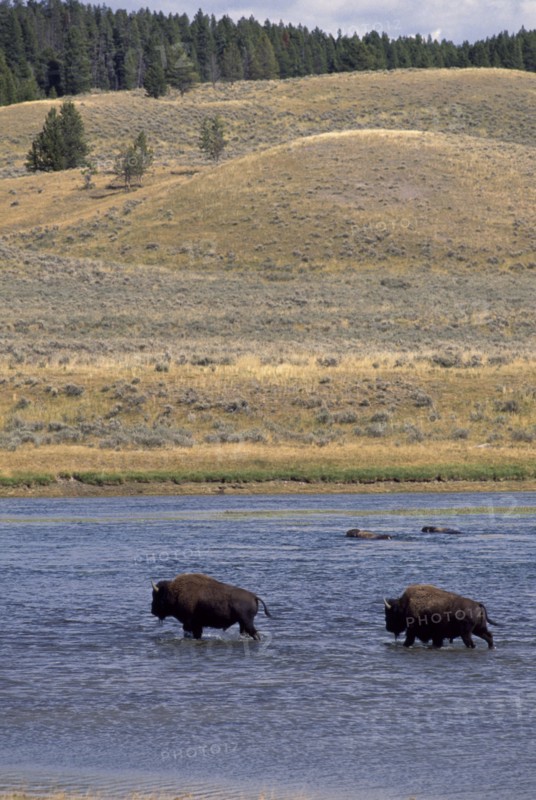USA, Wyoming, Yellowstone National Park, Two Bison crossing a river