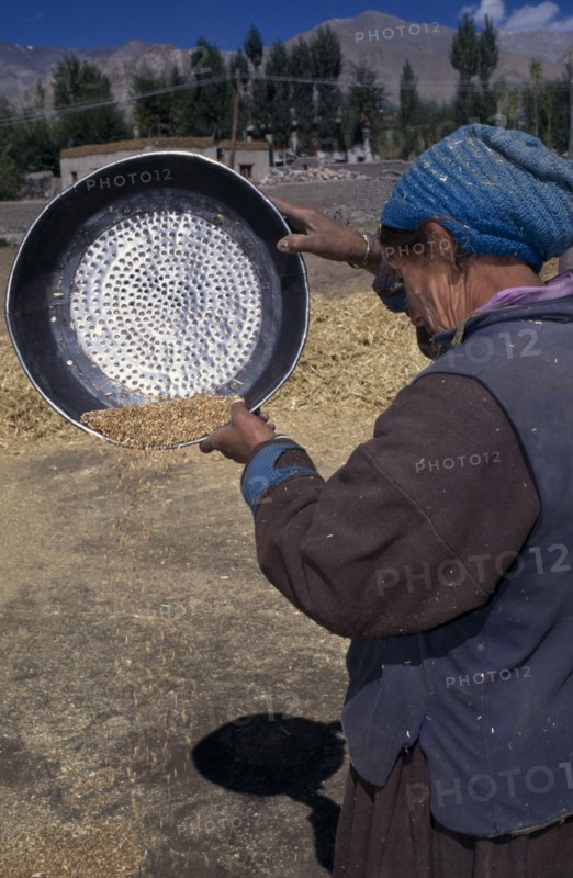 INDIA, Ladakh, Leh, Woman farmworker winnowing grain with a large sieve