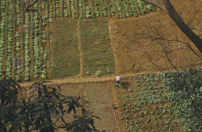 CHINA, Guiyang, Looking down on person weeding between patchwork of growing vegetables.