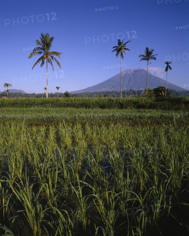 INDONESIA, BALI, Mount Agung with paddy fields in foreground and four tall palms