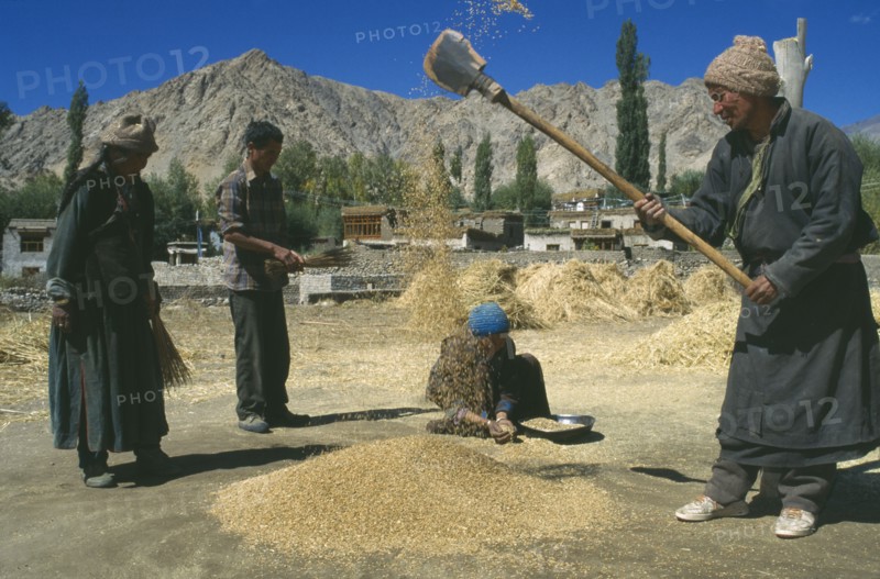 INDIA, Ladakh , Agriculture, Farm workers sifting wheat in valley with stone buildings behind and mountain backdrop.