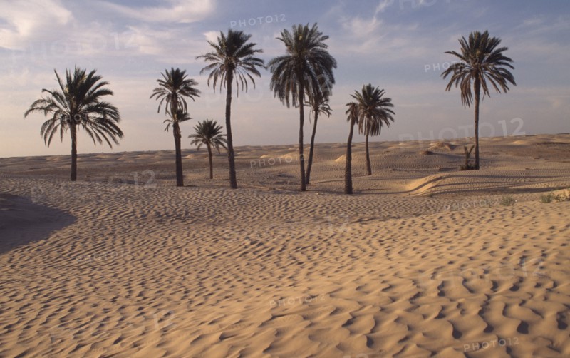 TUNISA, Douz, Sahara Desert oasis with palm trees and rippled sand