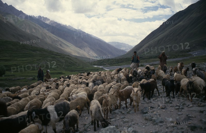 PAKISTAN, North, Agriculture, Goat herders in steep sided valley.