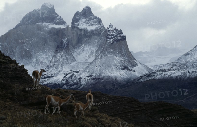 CHILE, Torre Del Paine , "Guanacos, Lama Guanacoe, standing in the Pine Horns Mountains area of the National Park"