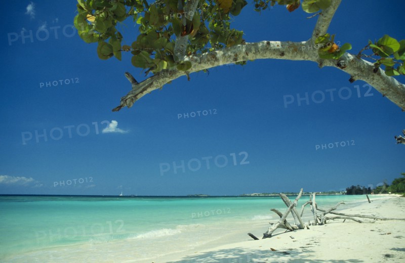 WEST INDIES, Jamaica, Negril, Empty beach with driftwood seen through branches of mangrove tree