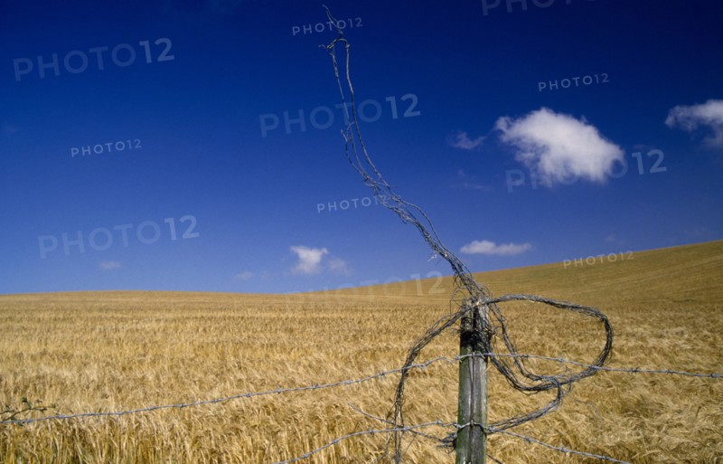 AGRICULTURE, Arable, Barley, "Field of ripe, golden barley against a blue sky with a wire fence in the foreground."