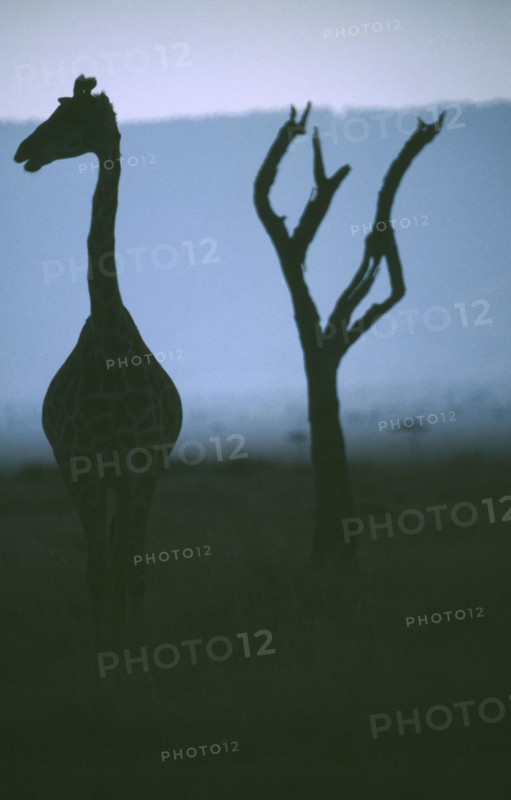 WILDLIFE, Big Game, Giraffe, Silhouette of single Giraffe looking sideways and tree in Samburu National Park Kenya