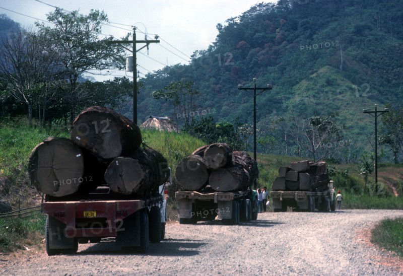 PANAMA, Darien, Ilegal logging trucks on a road at Darien.