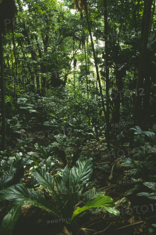 WEST INDIES, Tobago, Little Tobago, Interior of deciduous rainforest dating from the Jurassic period
