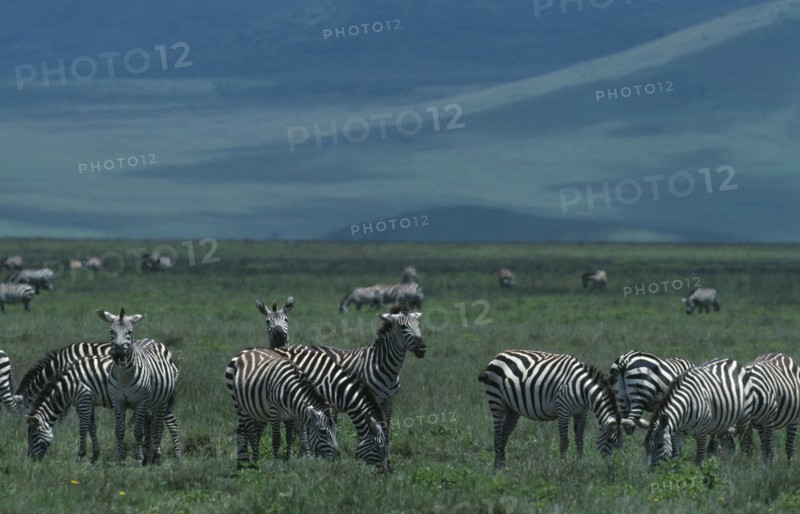 TANZANIA, Animals, Zebra, Herd of Burchell's Zebra on grassland.