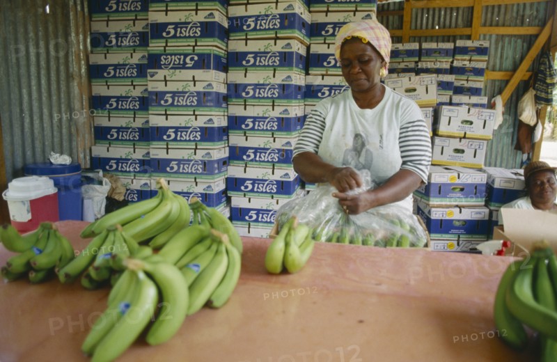 ST LUCIA, Farming, Banana pickers packing.