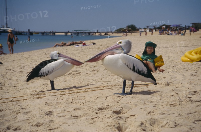 AUSTRALIA, Western Australia, Beach, Two Monkey Mia Pelicans on sandy beach watched by small child wearing sun hat and inflatable arm bands.