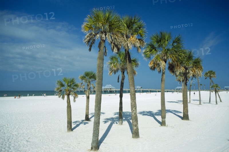 USA, Florida , Clearwater Beach, Group of palm trees on white sand beach with distant pier behind.