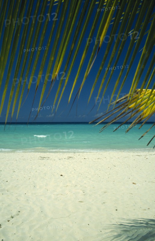 WEST INDIES, Jamaica, Negril, Beach and waters edge through branch of coconut palm tree