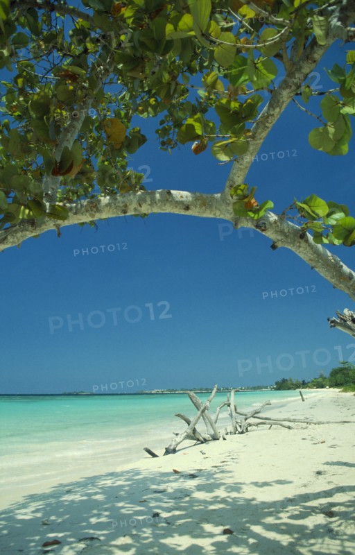 WEST INDIES, Jamaica, Negril, Empty beach with driftwood seen through branches of mangrove tree