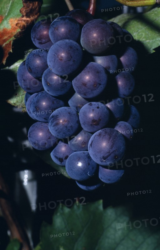 FRANCE, Agriculture, Wine, "Bunch of ripe black grapes on vine, note yeast ‘bloom’."