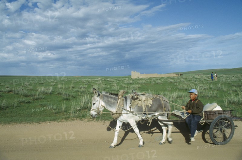 MONGOLIA, Transport, Man traveling on donkey and cart