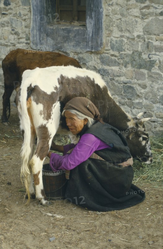 TIBET, Agriculture, Old lady milking a cow.