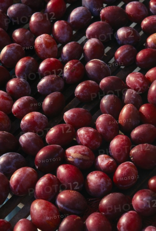 FRANCE, Aquitaine, Eymet, Ripe Perigordian plums drying in the sun