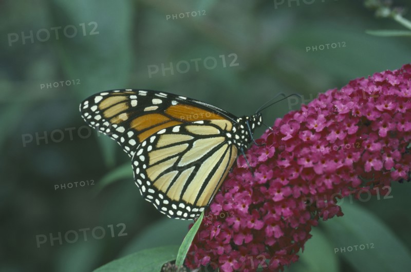 NATURAL HISTORY, Insects, Butterflies, "Monarch Butterfly (Danaus plexippus) on a purple flower, folded wings seen from side."
