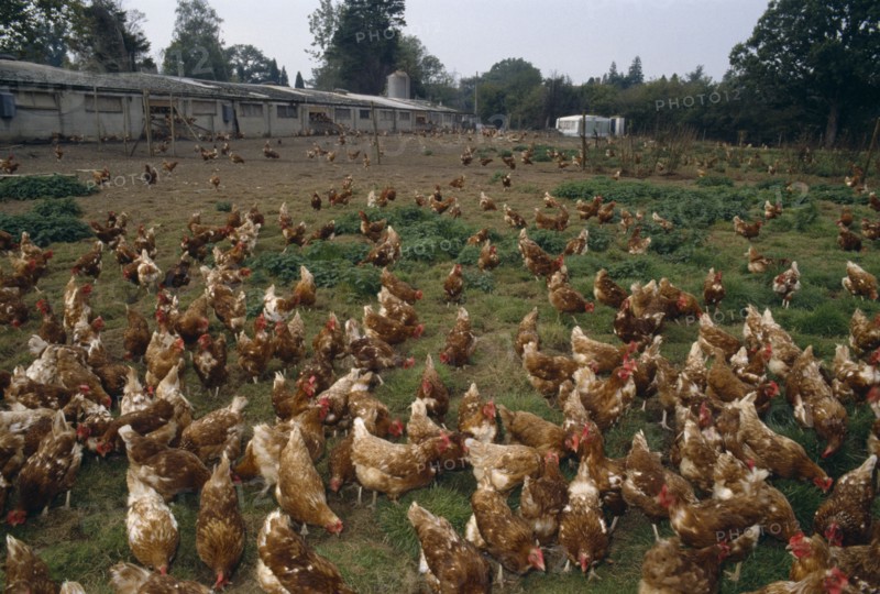AGRICULTURE, Livestock, Poultry, Free range hens roaming in a field.