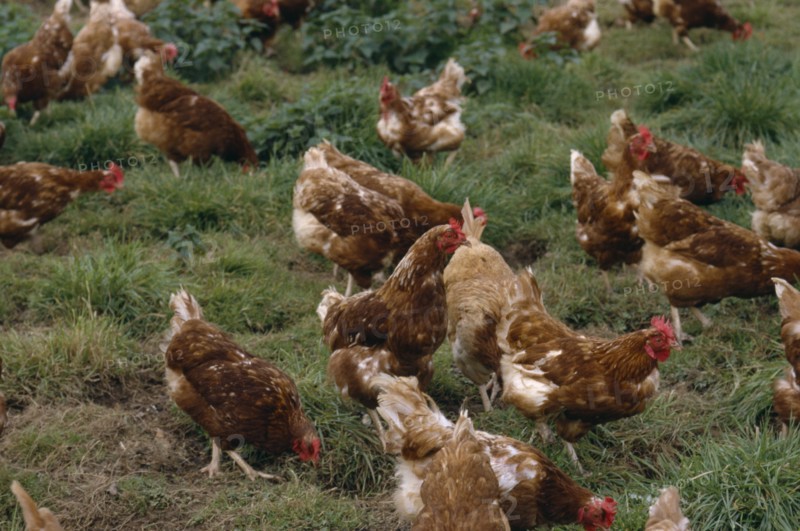 AGRICULTURE, Livestock, Poultry, Free range chickens roaming in field.
