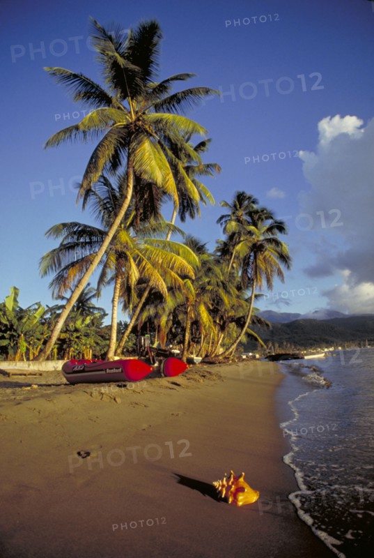 WEST INDIES, Dominica , Portsmouth, Conch shell by the waters edge of a coconut palm tree lined beach