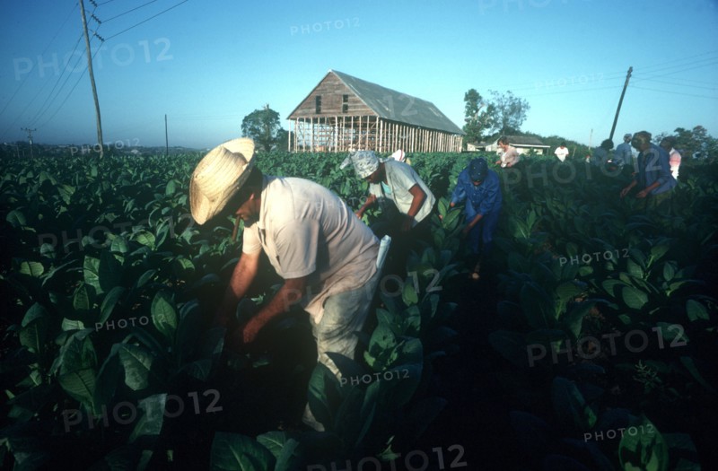 CUBA, Pinar Del Rio, Farming, Workers picking tobacco leaves by hand